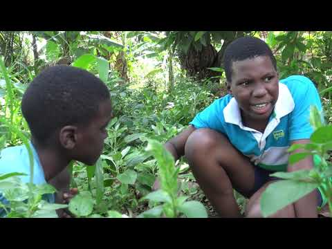 The Boy friend (Short Drama)