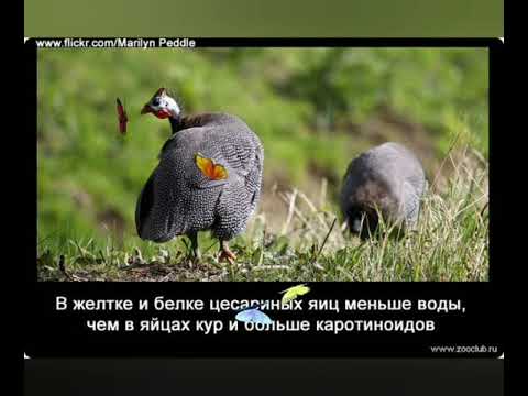 Как кричит цесарка.