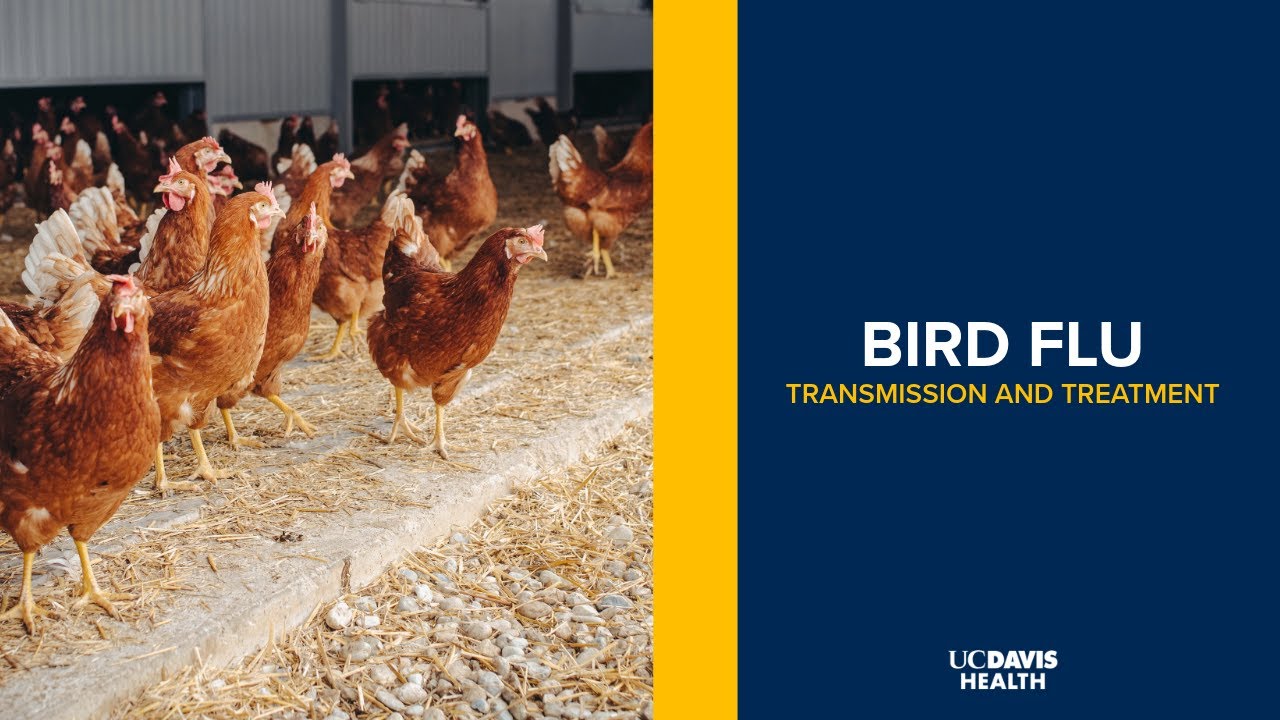 Thumbnail preview of Bird Flu in Humans: Transmission, Symptoms and Treatment of Avian Influenza (H5N1)