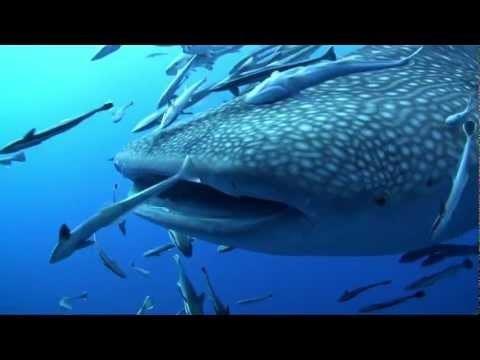 Whalesharks in "Just a Dream" by Elisabeth Lauwerys - Aqualise