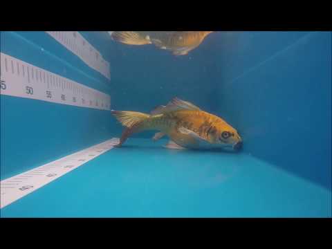 KOI 13  -- 427 Butterfly