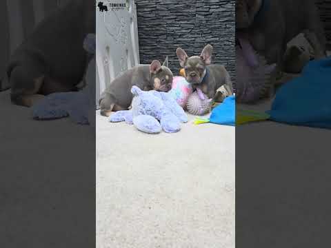 Video 1
