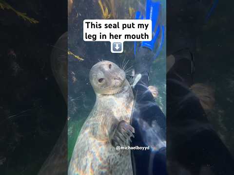 This seal put my leg in her mouth