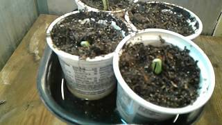 Sprouting And Planting Acorn Squash