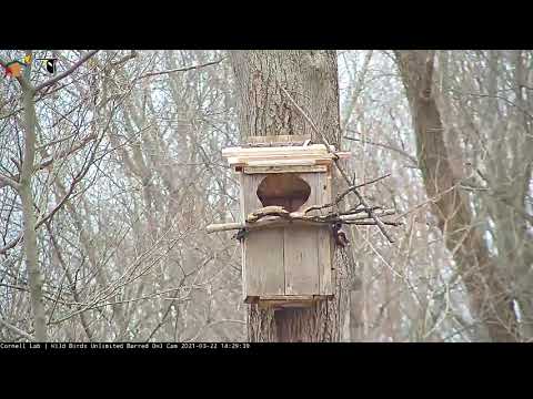 Male Barred Owl Delivers Midday Treat! WBU Barred Owl Cam | Cornell Lab 22 March 2021