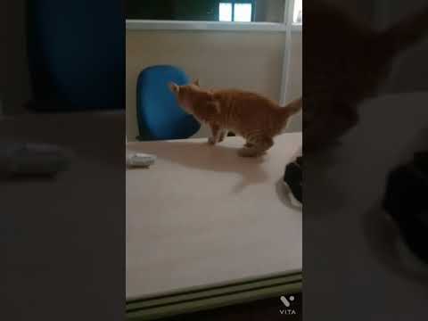 Cat jump on table