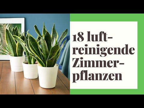 , title : '18 effektive luftreinigende Zimmerpflanzen für ein frisches Raumklima!'