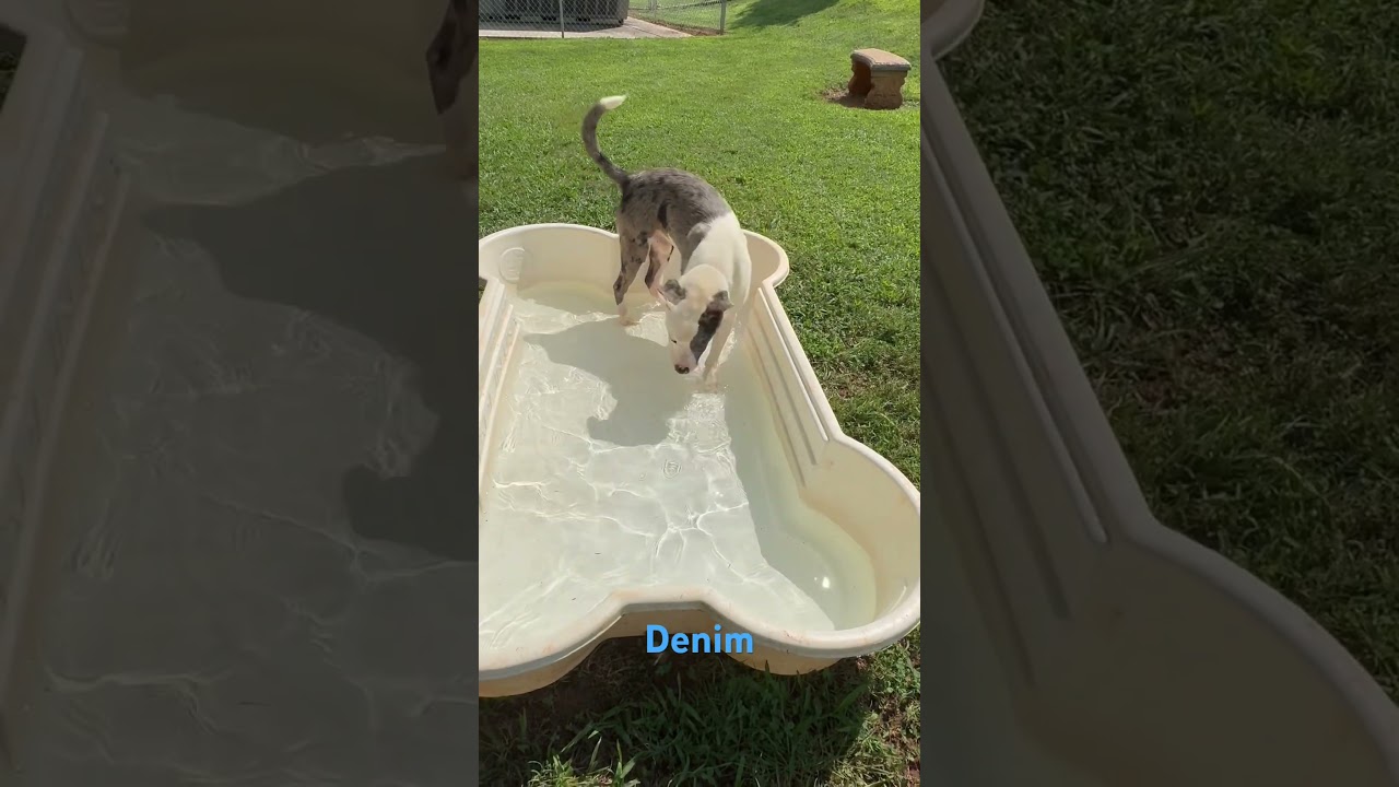 Denim, a Adoptable Mixed Breed in Greenville, SC video 6/6