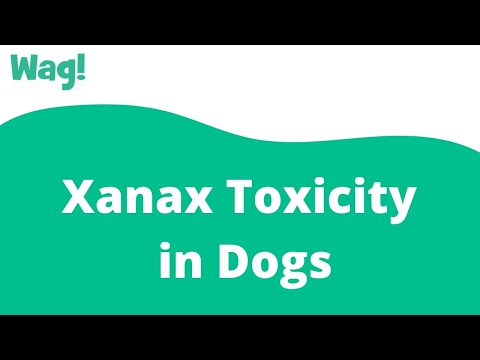 Xanax Toxicity in Dogs | Wag!