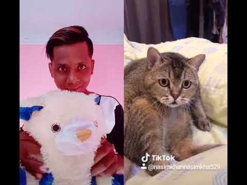 Dancing cat 🐱 nasim