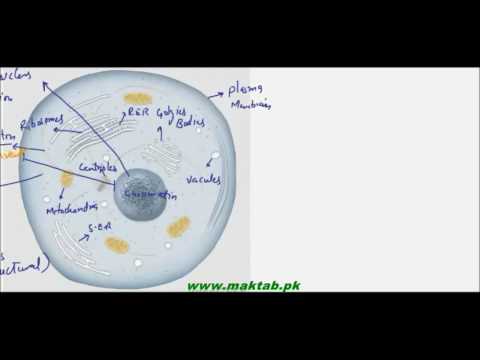 FSc Biology Book1, CH 4, LEC 6: Cytoplasm