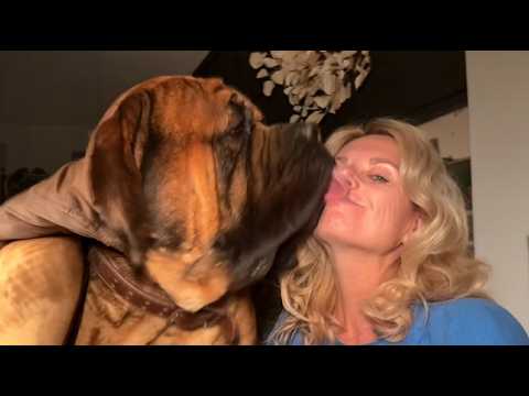 Ten ważący 200 funtów mastif ODMÓWIA rozpoczęcia poranka bez pocałunku