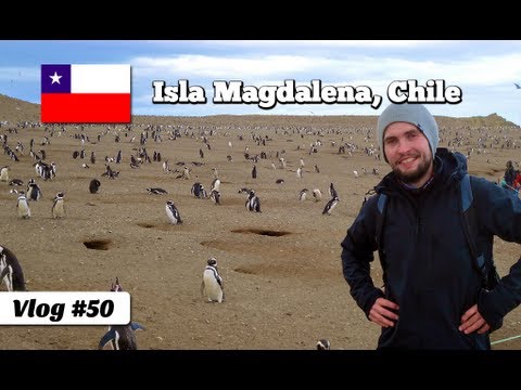 Spaziergang mit Pinguinen auf Isla Magdalena in Chile (Reise Video 050)
