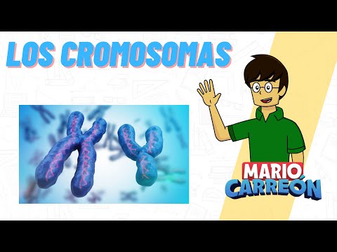 Los Cromosomas