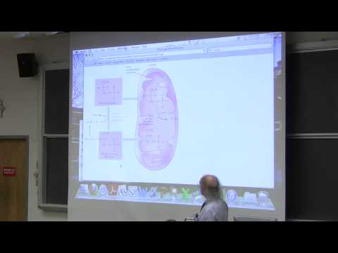 #31 Biochemistry Lecture (Lipid/Fat Metabolism I) from Kevin Ahern's BB 350