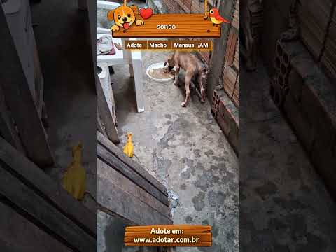 Vídeo de sonso