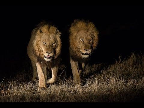 LOS LEONES MAPOGO - DOCUMENTAL