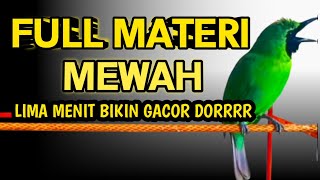 Download lagu Pancingan Cucak Ijo Gacor Isian & Tembakan Rapat! Ijo Yang Muda & Dewasa Langsung Emosi Bisa Jamtrok mp3