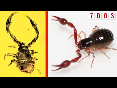50 Million-Year-Old Pseudoscorpion Found Trapped in Amber | 7 Days of Science