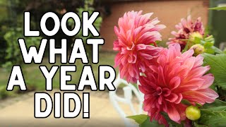 1 YEAR ON! - Trying to create an English Country Garden for a small new-build.