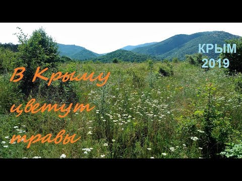 Цветы и бабочки. Крым, июнь, цветение трав в горах