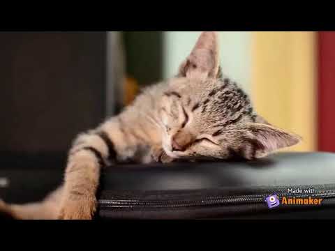 Animal Sounds