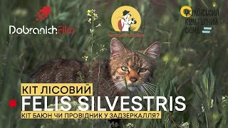 КІТ ЛІСОВИЙ: еко-програма 