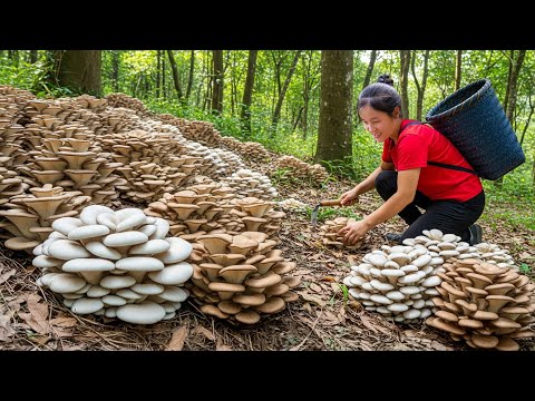 Zbierz dużo czerwonych grzybów leśnych, które trafią na rynek i zostaną sprzedane | Susan Daily Life