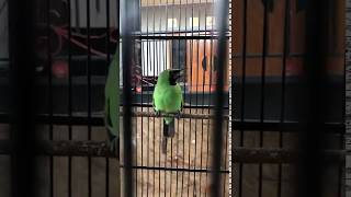 Download lagu Ciri Khas Suara Burung Cucak Ijo Bwi Banyuwangi (bebeciu) mp3