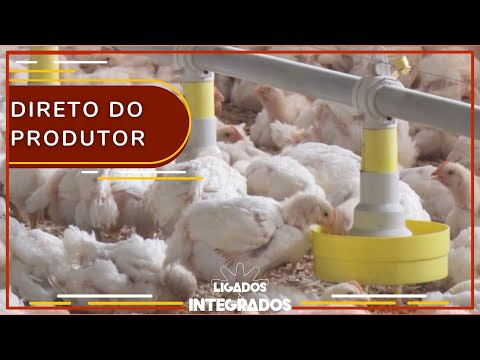 , title : 'Qual a forma correta de alimentar os frangos de corte?| Ligados & Integrados - 11/01/2022'