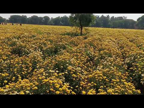 flowers🌸🌺🌻🌹🌷🌼💐