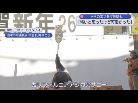 YouTube Video 正月にちなんだ特別なショー「２０２６初みとしー」5日まで開催　静岡・沼津市「伊豆・三津シーパラダイス」