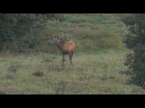 6 Tage / 8 Jäger / 10 Rothirsche !