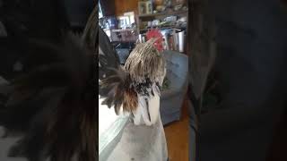 Junior Male #2