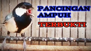 Download lagu pancingan gelatik bahan paling Ampuh JITU pasti nyaut. gelatik BATU gacor mp3
