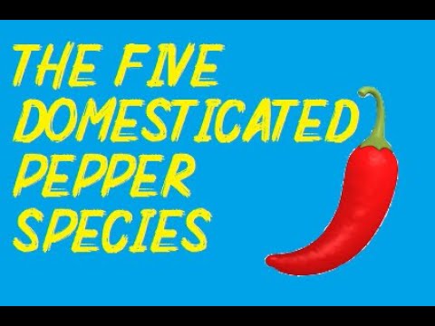 The Five Domesticated Pepper Species