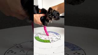 Download lagu WimbaSCAN - WIMBA Orthotics for Small Dogs #dog #orthotics #recovery #vet mp3 Download lagu WimbaSCAN - WIMBA Orthotics for Small Dogs #dog #orthotics #recovery #vet mp3