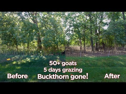 Goats Eating Buckthorn Timelapse (Phase 1)
