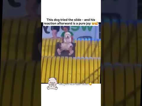 His reaction at the bottom made my day! 🥹🛝 #shorts #goldenretriever