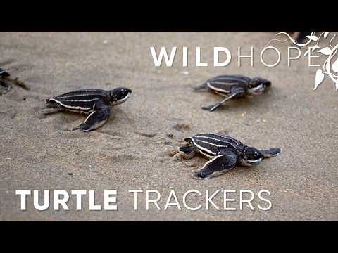Tracking the “Lost Years” of Leatherback Sea Turtles | WILD HOPE