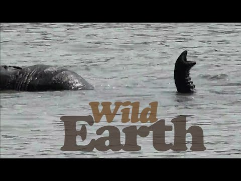 Pool Party At Pridelands