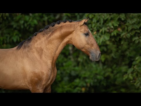 Horse for Sale |  Handsome Piro Free 5YO Dressage Lusitano  (REF#734)