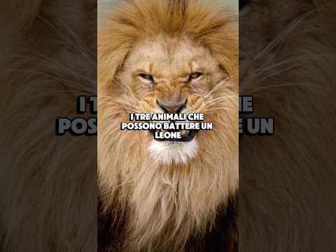 TRE ANIMALI CHE BATTONO UN LEONE #curiosità #misteri #divulgazione #scienza #mistero #natura