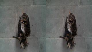 preview picture of video 'Larry the Eagle Owl, in 3D'