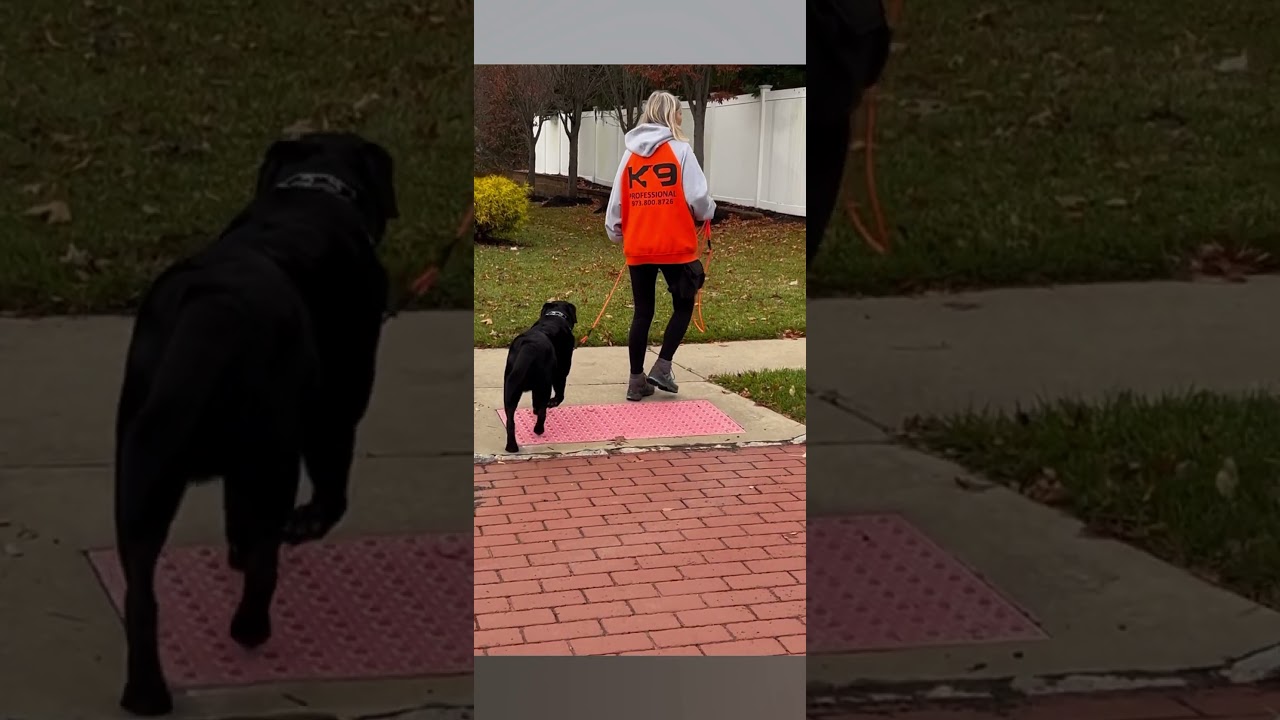 Loose Leash Training