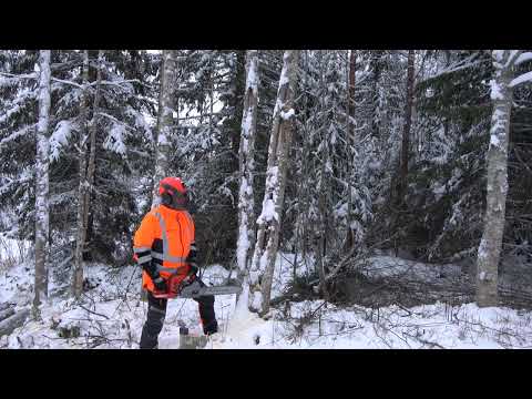 Metsolan Metsäkoulu 243 - Puunkaadon pikaopas