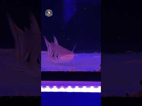Video Thumb