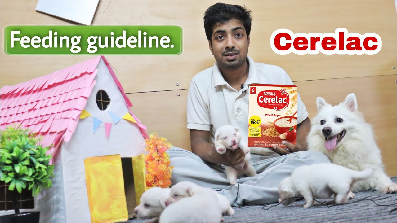 Watch video How to feed cerelac to a puppy || Live Demo. Now How to feed cerelac to a puppy || Live Demo.