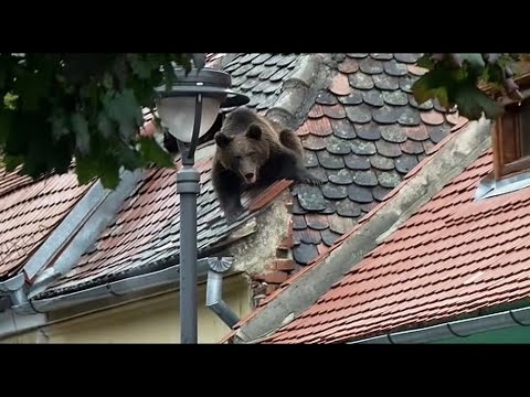 A bear walked the streets of Sibiu for three hours and was then shot | novatv.ro