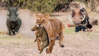 Warthog Parents Is Determined To Chase And Attack Lions To Get Their Baby Back - Leopard vs Warthog